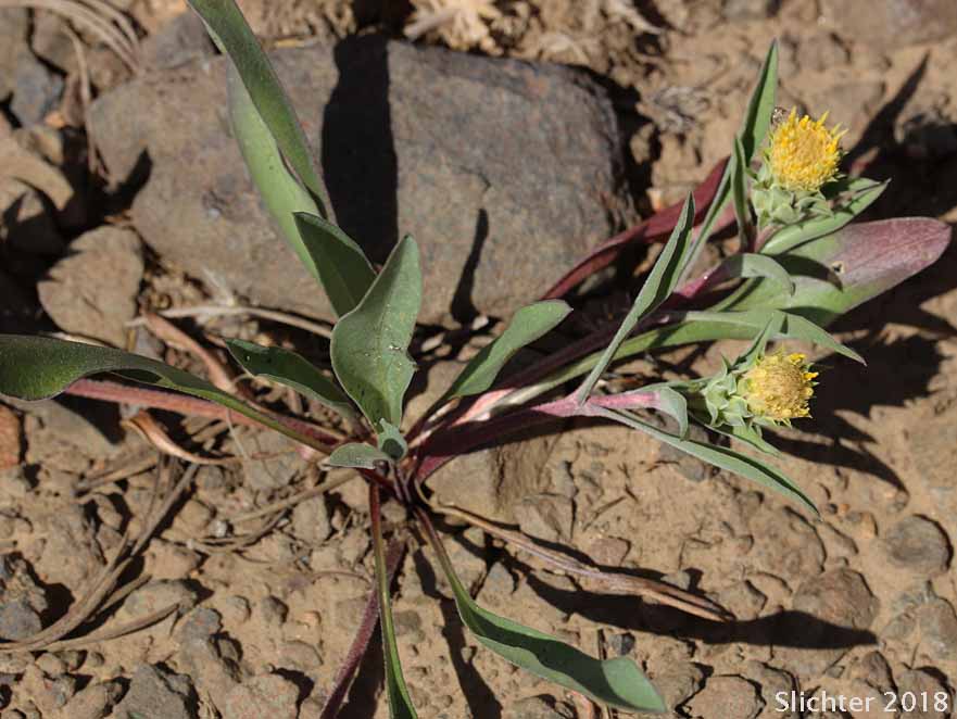 Narrowhead Goldenweed: Pyrrocoma carthamoides var. cusickii (Synonyms: Haplopappus carthamoides ssp. cusickii, Haplopappus carthamoides var. cusickii)