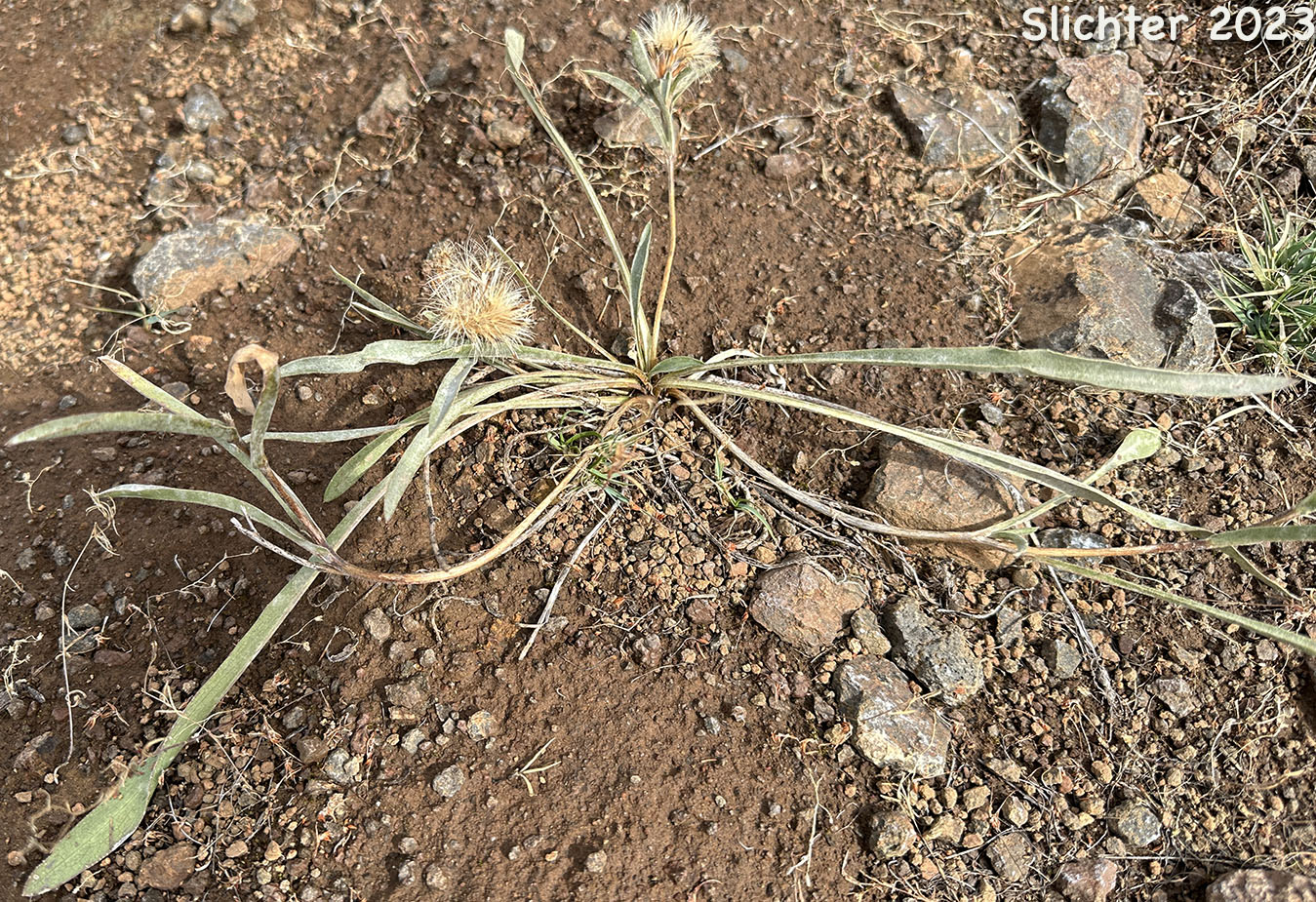 Ripe seed heads of Narrowhead Goldenweed: Pyrrocoma carthamoides var. cusickii (Synonyms: Haplopappus carthamoides ssp. cusickii, Haplopappus carthamoides var. cusickii)