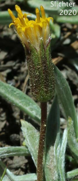 Silky Raillardella, Silvery Raillardella : Raillardella argentea