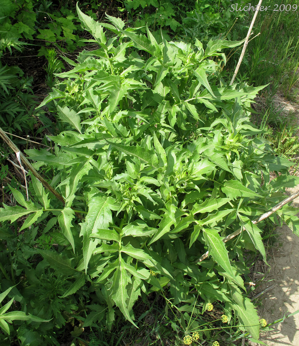 Showy Coneflower: Rudbeckia alpicola (Synonym: Rudbeckia occidentalis var. alpicola)