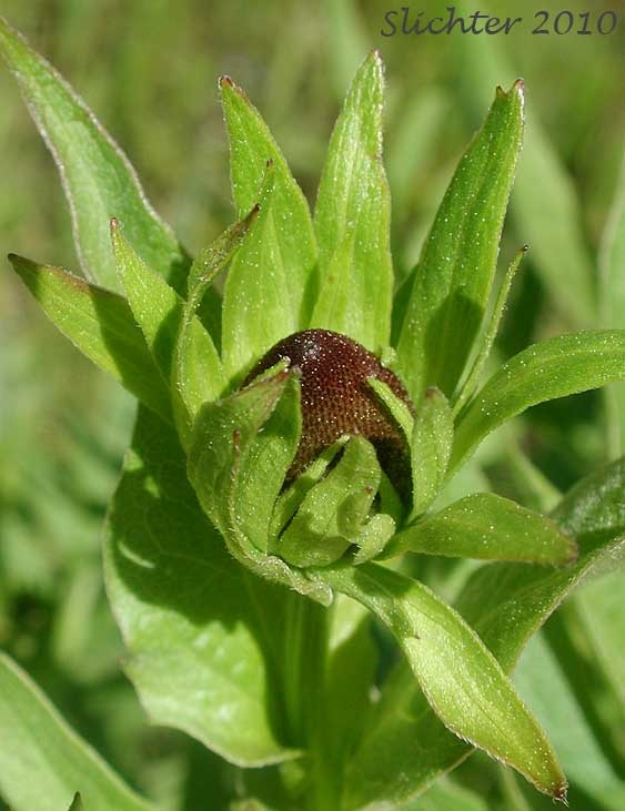 Showy Coneflower: Rudbeckia alpicola (Synonym: Rudbeckia occidentalis var. alpicola)