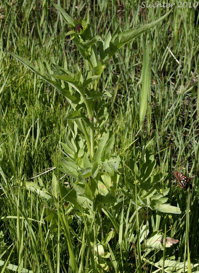 Showy Coneflower: Rudbeckia alpicola (Synonym: Rudbeckia occidentalis var. alpicola)