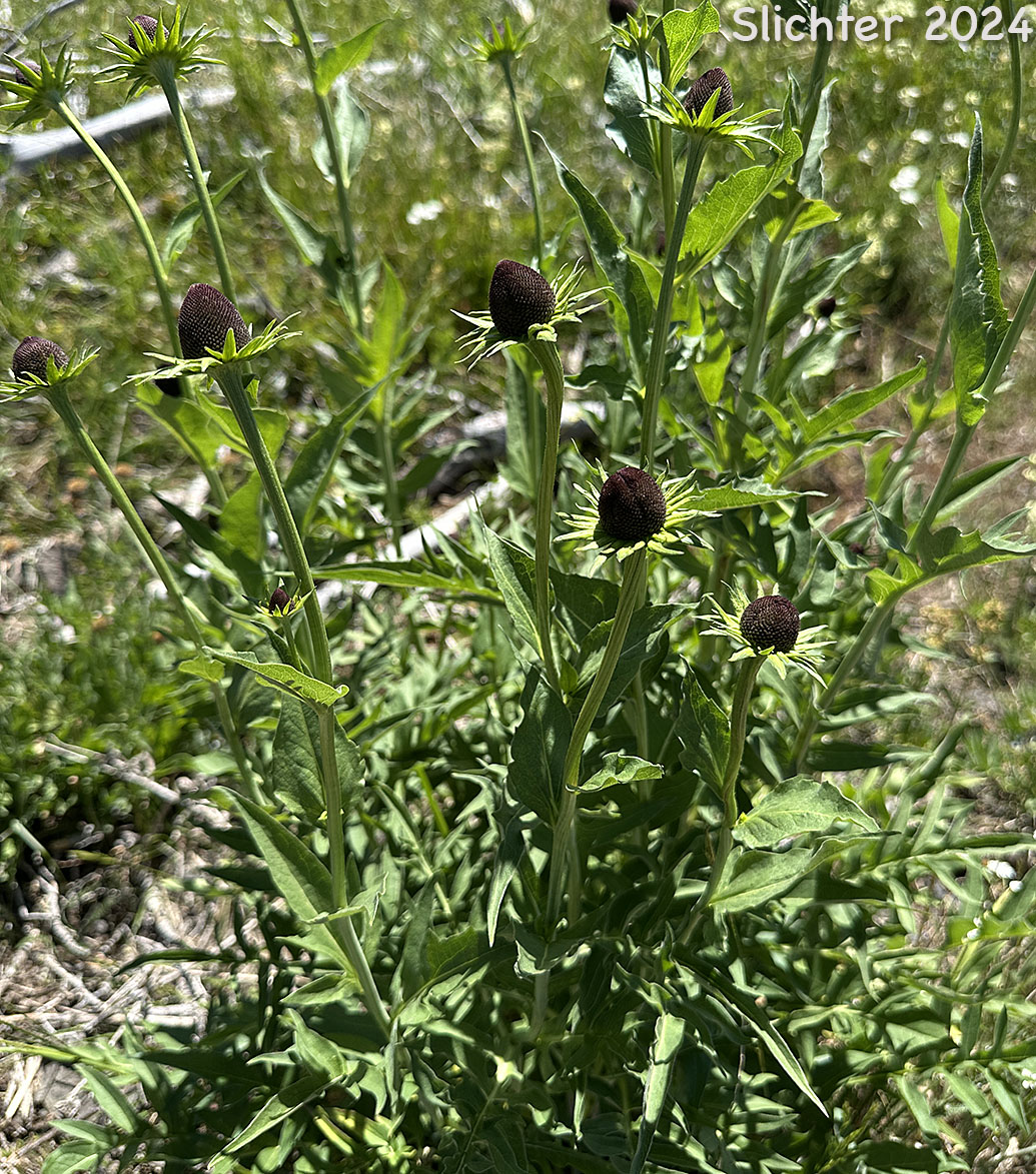 Showy Coneflower: Rudbeckia alpicola (Synonym: Rudbeckia occidentalis var. alpicola)