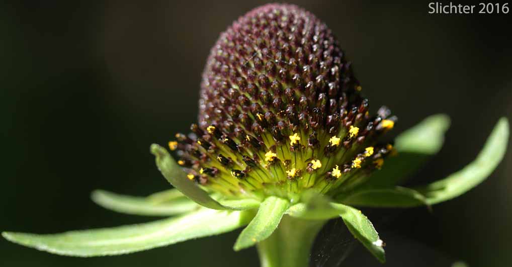 Flower head of Western Coneflower, Western Chocolate-cone, Black Head: Rudbeckia occidentalis (Synonym: Rudbeckia occidentalis var. occidentalis)