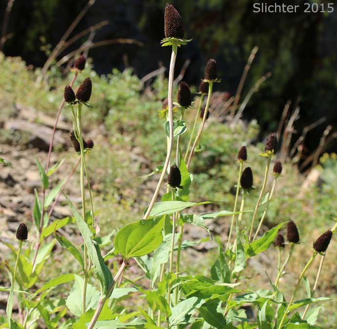 Western Coneflower, Western Chocolate-cone, Black Head: Rudbeckia occidentalis (Synonym: Rudbeckia occidentalis var. occidentalis)