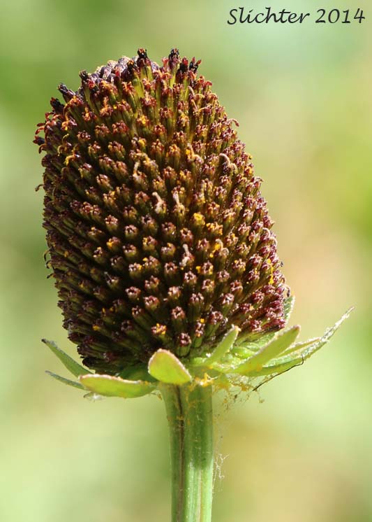 Western Coneflower, Western Chocolate-cone, Black Head: Rudbeckia occidentalis (Synonym: Rudbeckia occidentalis var. occidentalis)