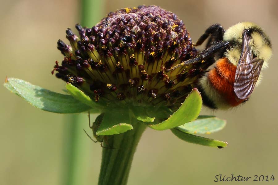Western Coneflower, Western Chocolate-cone, Black Head: Rudbeckia occidentalis (Synonym: Rudbeckia occidentalis var. occidentalis)