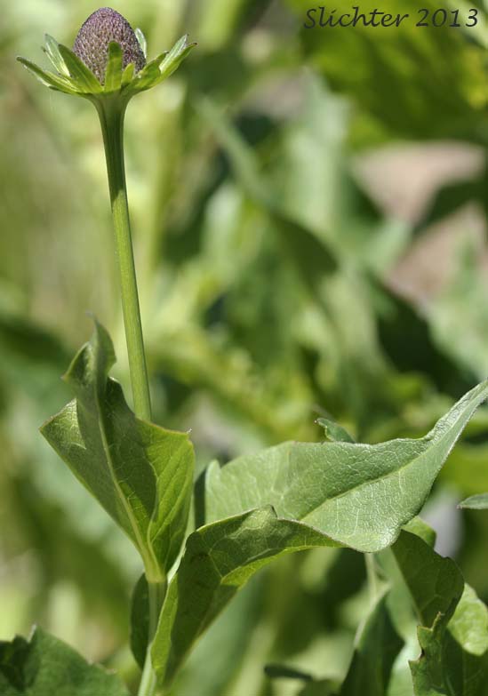 Western Coneflower, Western Chocolate-cone, Black Head: Rudbeckia occidentalis var. occidentalis