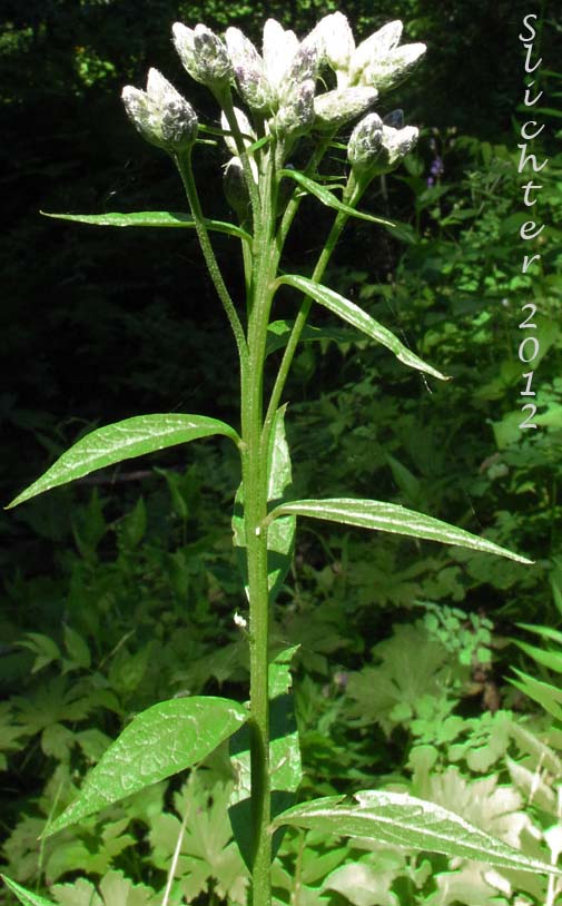American Sawwort, American Saw-wort: Saussurea americana