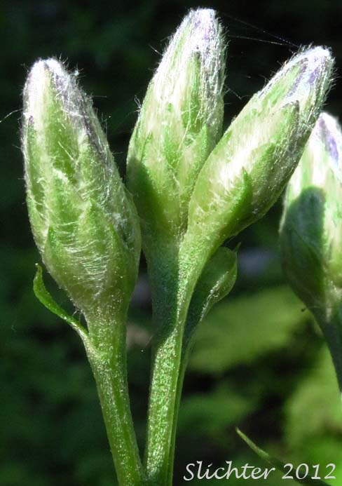 A close-up of the budding flower heads of American Sawwort, American Saw-wort: Saussurea americana