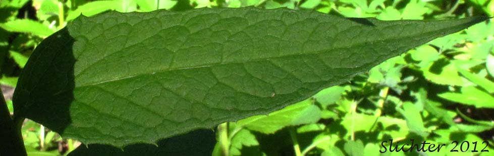 A stem leaf of American Sawwort, American Saw-wort: Saussurea americana