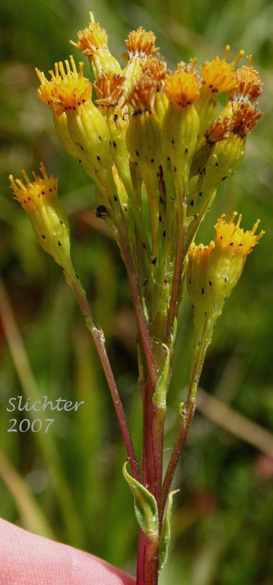 Inflorescence of Sweet Marsh Groundsel, Stout Meadow Groundsel, Tall Groundsel: Senecio hydrophiloides (Synonyms: Senecio foetidus, Senecio foetidus var. foetidus, Senecio foetidus var. hydrophiloides, Senecio oreganus)