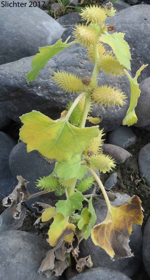 Canada Cocklebur, Common Cocklebur, Rough Cocklebur: Xanthium strumarium (Synonyms: Xanthium strumarium var. canadense, Xanthium strumarium var. glabratum, Xanthium strumarium var. oviforme, Xanthium strumarium var. pensylvanicum, Xanthium strumarium var. wootonii)