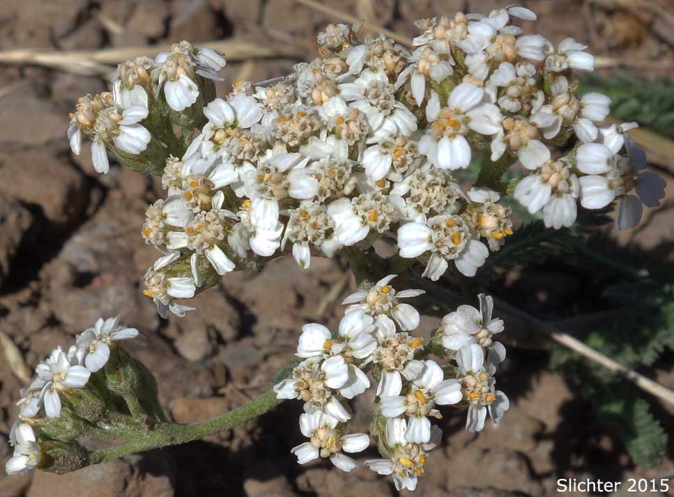 Common Yarrow, Yarrow, Milfoil, Achillee millefeuille, Herbe-a-dinde: Achillea millefolium (Synonyms: Achillea alpicola, Achillea arenicola, Achillea borealis, Achillea borealis ssp. arenicola, Achillea borealis ssp. californica, Achillea californica, Achillea gigantea, Achillea lanulosa, Achillea lanulosa sp. alpicola, Achillea lanulosa var. eradiata, Achillea lanulosa var. lanulosa, Achillea laxiflora, Achillea megacephala, Achillea millefolium ssp. borealis, Achillea millefolium ssp. lanulosa, Achillea millefolium var. alpicola, Achillea millefolium var. arenicola, Achillea millefolium var. asplenifolia, Achillea millefolium var. borealis, Achillea millefolium var. californica, Achillea millefolium var. gigantea, Achillea millefolium var. lanulosa, Achillea millefolium var. litoralis, Achillea millefolium var. maritima, Achillea millefolium var. megacephala, Achillea millefolium var. millefolium, Achillea millefolium var. nigrescens, Achillea millefolium var. occidentalis, Achillea millefolium var. pacifica, Achillea millefolium var. puberula, Achillea nigrescens, Achillea occidentalis, Achillea pacifica, Achillea puberula, Achillea rosea, Achillea subalpina)