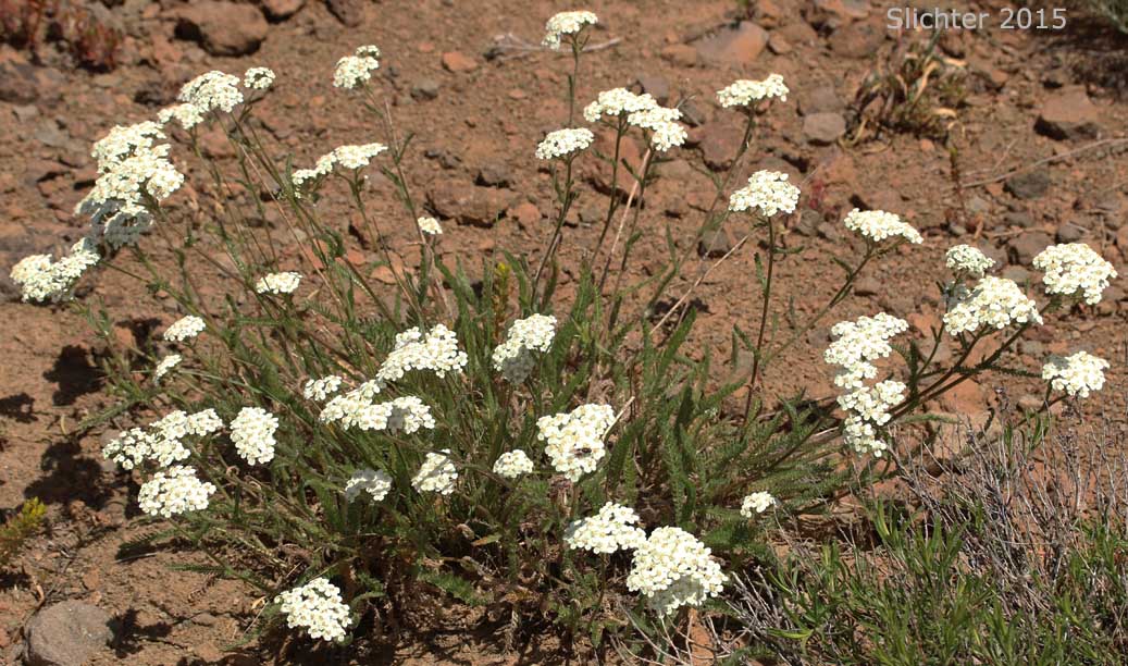Common Yarrow, Yarrow, Milfoil, Achillee millefeuille, Herbe-a-dinde: Achillea millefolium (Synonyms: Achillea alpicola, Achillea arenicola, Achillea borealis, Achillea borealis ssp. arenicola, Achillea borealis ssp. californica, Achillea californica, Achillea gigantea, Achillea lanulosa, Achillea lanulosa sp. alpicola, Achillea lanulosa var. eradiata, Achillea lanulosa var. lanulosa, Achillea laxiflora, Achillea megacephala, Achillea millefolium ssp. borealis, Achillea millefolium ssp. lanulosa, Achillea millefolium var. alpicola, Achillea millefolium var. arenicola, Achillea millefolium var. asplenifolia, Achillea millefolium var. borealis, Achillea millefolium var. californica, Achillea millefolium var. gigantea, Achillea millefolium var. lanulosa, Achillea millefolium var. litoralis, Achillea millefolium var. maritima, Achillea millefolium var. megacephala, Achillea millefolium var. millefolium, Achillea millefolium var. nigrescens, Achillea millefolium var. occidentalis, Achillea millefolium var. pacifica, Achillea millefolium var. puberula, Achillea nigrescens, Achillea occidentalis, Achillea pacifica, Achillea puberula, Achillea rosea, Achillea subalpina)