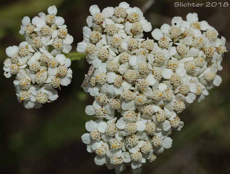 Common Yarrow, Yarrow, Milfoil, Achillee millefeuille, Herbe-a-dinde: Achillea millefolium (Synonyms: Achillea alpicola, Achillea arenicola, Achillea borealis, Achillea borealis ssp. arenicola, Achillea borealis ssp. californica, Achillea californica, Achillea gigantea, Achillea lanulosa, Achillea lanulosa sp. alpicola, Achillea lanulosa var. eradiata, Achillea lanulosa var. lanulosa, Achillea laxiflora, Achillea megacephala, Achillea millefolium ssp. borealis, Achillea millefolium ssp. lanulosa, Achillea millefolium var. alpicola, Achillea millefolium var. arenicola, Achillea millefolium var. asplenifolia, Achillea millefolium var. borealis, Achillea millefolium var. californica, Achillea millefolium var. gigantea, Achillea millefolium var. lanulosa, Achillea millefolium var. litoralis, Achillea millefolium var. maritima, Achillea millefolium var. megacephala, Achillea millefolium var. millefolium, Achillea millefolium var. nigrescens, Achillea millefolium var. occidentalis, Achillea millefolium var. pacifica, Achillea millefolium var. puberula, Achillea nigrescens, Achillea occidentalis, Achillea pacifica, Achillea puberula, Achillea rosea, Achillea subalpina)