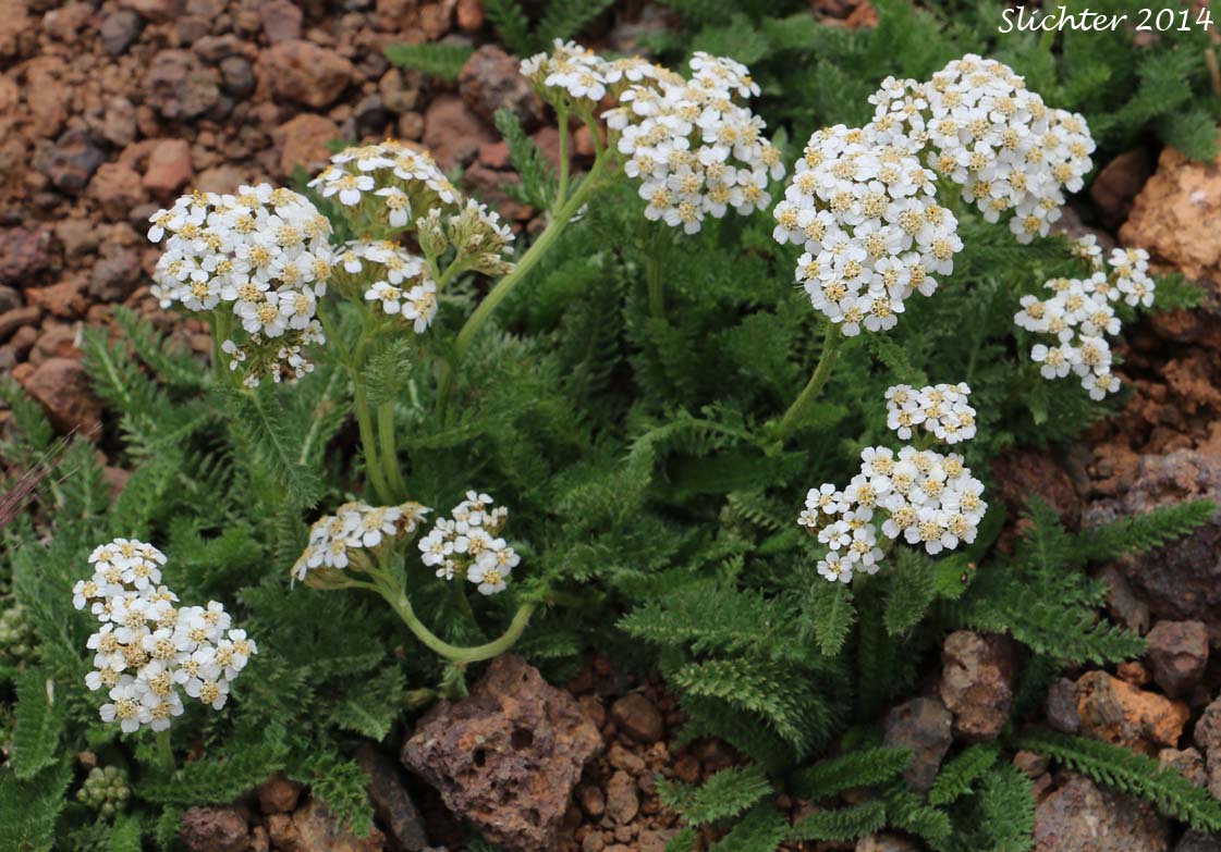Common Yarrow, Yarrow, Milfoil, Achillee millefeuille, Herbe-a-dinde: Achillea millefolium (Synonyms: Achillea alpicola, Achillea arenicola, Achillea borealis, Achillea borealis ssp. arenicola, Achillea borealis ssp. californica, Achillea californica, Achillea gigantea, Achillea lanulosa, Achillea lanulosa sp. alpicola, Achillea lanulosa var. eradiata, Achillea lanulosa var. lanulosa, Achillea laxiflora, Achillea megacephala, Achillea millefolium ssp. borealis, Achillea millefolium ssp. lanulosa, Achillea millefolium var. alpicola, Achillea millefolium var. arenicola, Achillea millefolium var. asplenifolia, Achillea millefolium var. borealis, Achillea millefolium var. californica, Achillea millefolium var. gigantea, Achillea millefolium var. lanulosa, Achillea millefolium var. litoralis, Achillea millefolium var. maritima, Achillea millefolium var. megacephala, Achillea millefolium var. millefolium, Achillea millefolium var. nigrescens, Achillea millefolium var. occidentalis, Achillea millefolium var. pacifica, Achillea millefolium var. puberula, Achillea nigrescens, Achillea occidentalis, Achillea pacifica, Achillea puberula, Achillea rosea, Achillea subalpina)