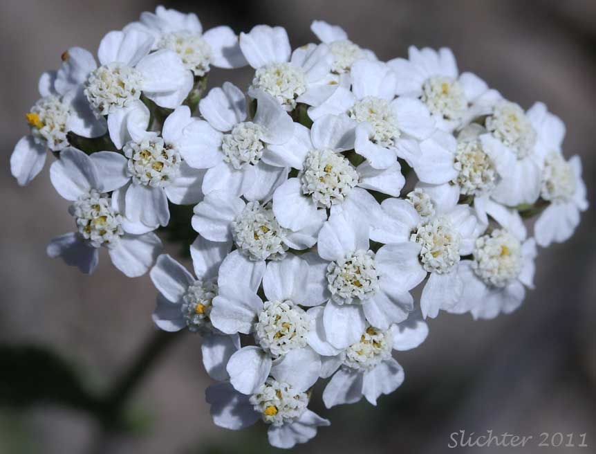 Inflorescence of Common Yarrow, Yarrow, Milfoil, Achillee millefeuille, Herbe-a-dinde: Achillea millefolium (Synonyms: Achillea alpicola, Achillea arenicola, Achillea borealis, Achillea borealis ssp. arenicola, Achillea borealis ssp. californica, Achillea californica, Achillea gigantea, Achillea lanulosa, Achillea lanulosa sp. alpicola, Achillea lanulosa var. eradiata, Achillea lanulosa var. lanulosa, Achillea laxiflora, Achillea megacephala, Achillea millefolium ssp. borealis, Achillea millefolium ssp. lanulosa, Achillea millefolium var. alpicola, Achillea millefolium var. arenicola, Achillea millefolium var. asplenifolia, Achillea millefolium var. borealis, Achillea millefolium var. californica, Achillea millefolium var. gigantea, Achillea millefolium var. lanulosa, Achillea millefolium var. litoralis, Achillea millefolium var. maritima, Achillea millefolium var. megacephala, Achillea millefolium var. millefolium, Achillea millefolium var. nigrescens, Achillea millefolium var. occidentalis, Achillea millefolium var. pacifica, Achillea millefolium var. puberula, Achillea nigrescens, Achillea occidentalis, Achillea pacifica, Achillea puberula, Achillea rosea, Achillea subalpina)