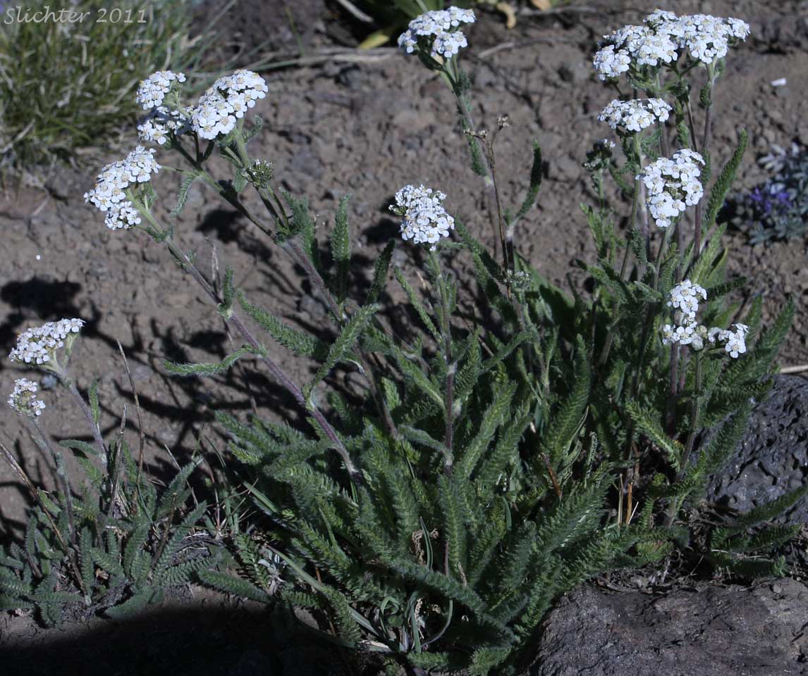 Common Yarrow, Yarrow, Milfoil, Achillee millefeuille, Herbe-a-dinde: Achillea millefolium (Synonyms: Achillea alpicola, Achillea arenicola, Achillea borealis, Achillea borealis ssp. arenicola, Achillea borealis ssp. californica, Achillea californica, Achillea gigantea, Achillea lanulosa, Achillea lanulosa sp. alpicola, Achillea lanulosa var. eradiata, Achillea lanulosa var. lanulosa, Achillea laxiflora, Achillea megacephala, Achillea millefolium ssp. borealis, Achillea millefolium ssp. lanulosa, Achillea millefolium var. alpicola, Achillea millefolium var. arenicola, Achillea millefolium var. asplenifolia, Achillea millefolium var. borealis, Achillea millefolium var. californica, Achillea millefolium var. gigantea, Achillea millefolium var. lanulosa, Achillea millefolium var. litoralis, Achillea millefolium var. maritima, Achillea millefolium var. megacephala, Achillea millefolium var. millefolium, Achillea millefolium var. nigrescens, Achillea millefolium var. occidentalis, Achillea millefolium var. pacifica, Achillea millefolium var. puberula, Achillea nigrescens, Achillea occidentalis, Achillea pacifica, Achillea puberula, Achillea rosea, Achillea subalpina)