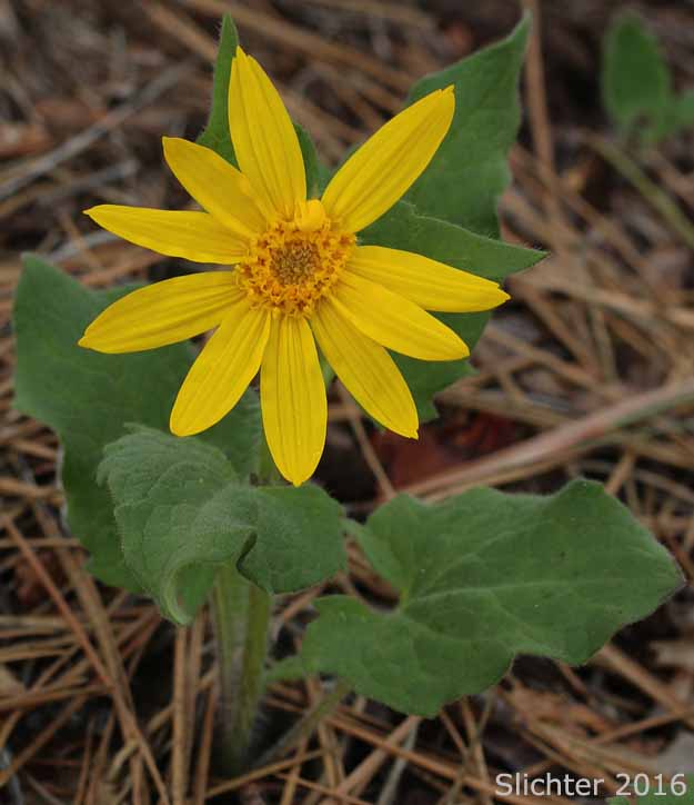 Heart-leaf Arnica, Heart-leaf Leopardbane: Arnica cordifolia (Synonyms: Arnica cordifolia var. cordifolia, Arnica cordifolia var. pumila)