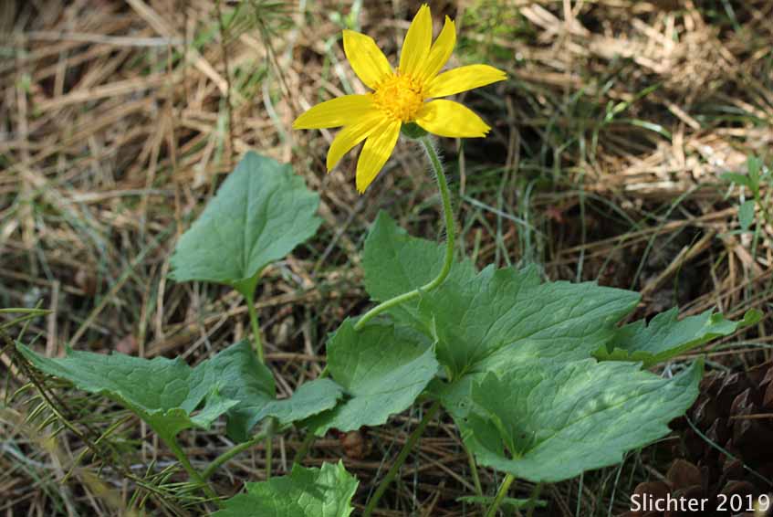 Heart-leaf Arnica, Heart-leaf Leopardbane: Arnica cordifolia (Synonyms: Arnica cordifolia var. cordifolia, Arnica cordifolia var. pumila)