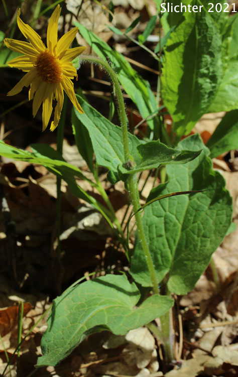 Heart-leaf Arnica, Heart-leaf Leopardbane: Arnica cordifolia (Synonyms: Arnica cordifolia var. cordifolia, Arnica cordifolia var. pumila)