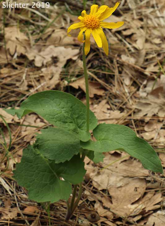 Heart-leaf Arnica, Heart-leaf Leopardbane: Arnica cordifolia (Synonyms: Arnica cordifolia var. cordifolia, Arnica cordifolia var. pumila)