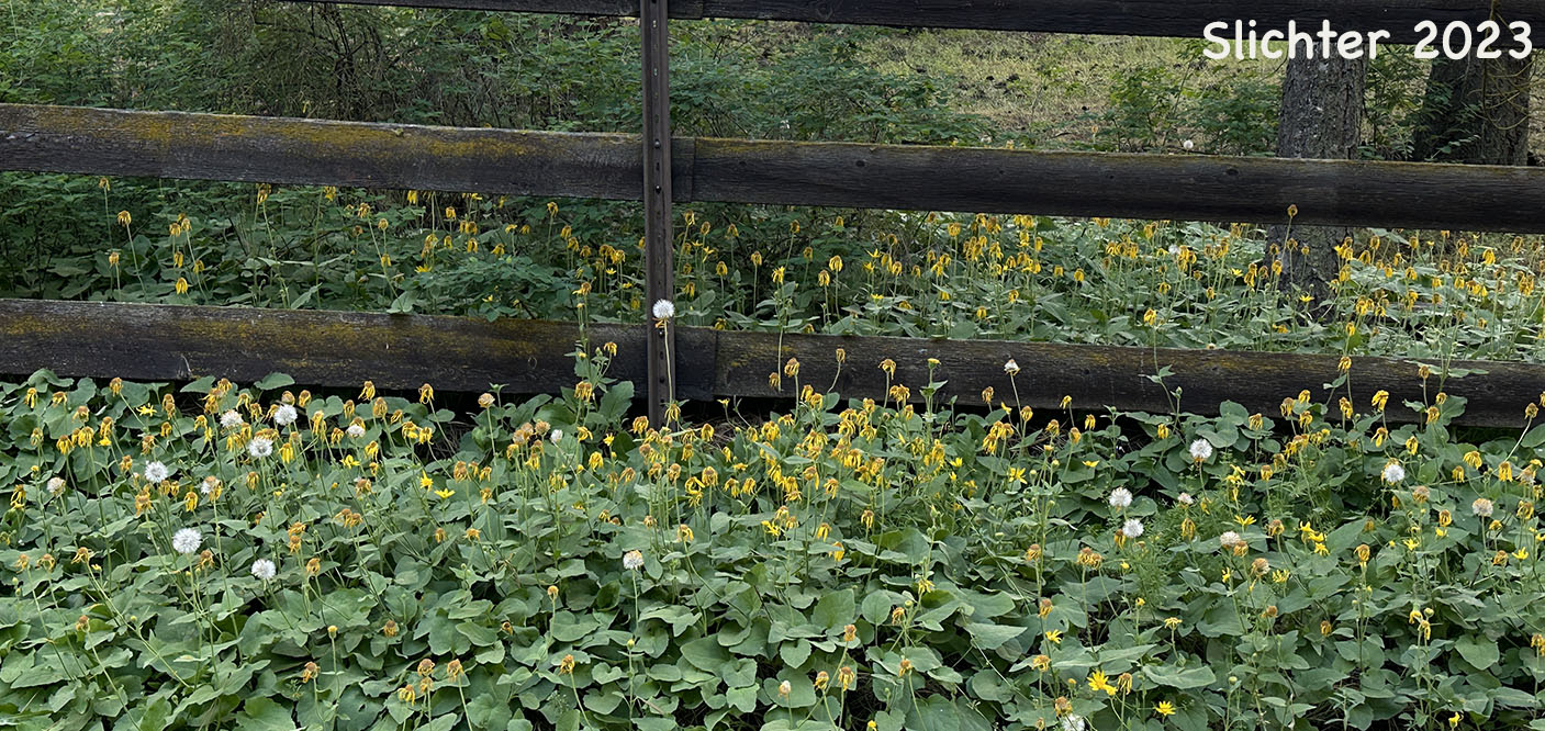 Heart-leaf Arnica, Heart-leaf Leopardbane: Arnica cordifolia (Synonyms: Arnica cordifolia var. cordifolia, Arnica cordifolia var. pumila)