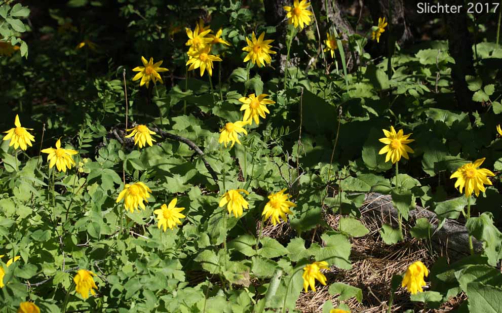 Heart-leaf Arnica, Heart-leaf Leopardbane: Arnica cordifolia (Synonyms: Arnica cordifolia var. cordifolia, Arnica cordifolia var. pumila)