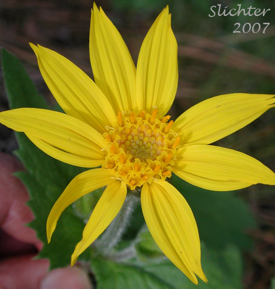 Flower head of Heart-leaf Arnica, Heart-leaf Leopardbane: Arnica cordifolia (Synonyms: Arnica cordifolia var. cordifolia, Arnica cordifolia var. pumila)