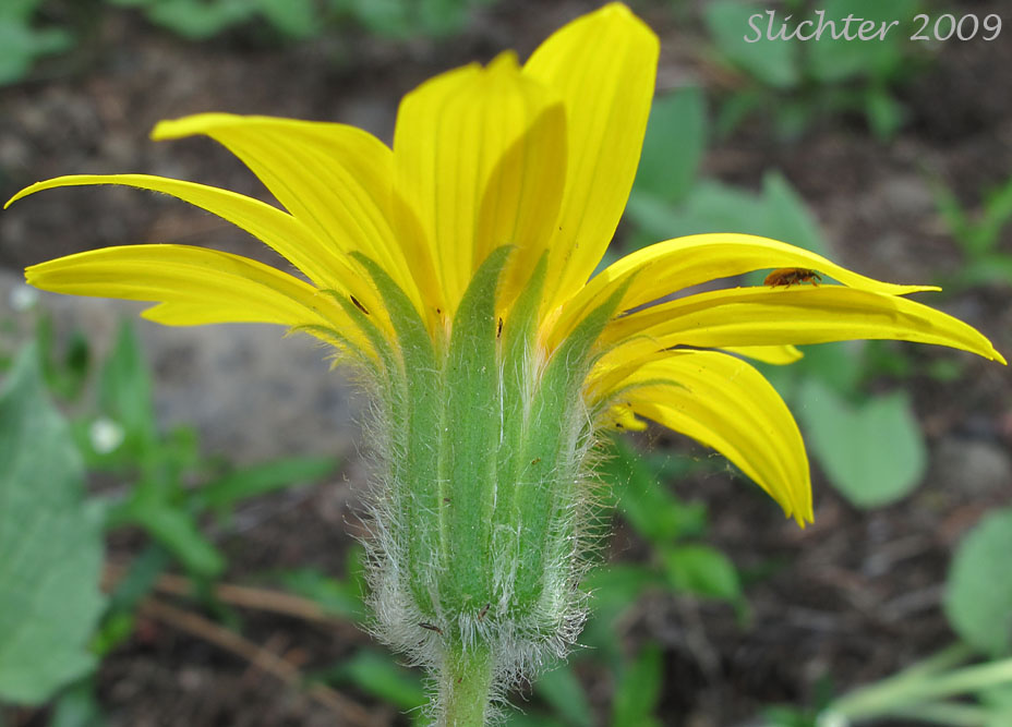 Involucral bracts of Heart-leaf Arnica, Heart-leaf Leopardbane: Arnica cordifolia (Synonyms: Arnica cordifolia var. cordifolia, Arnica cordifolia var. pumila)