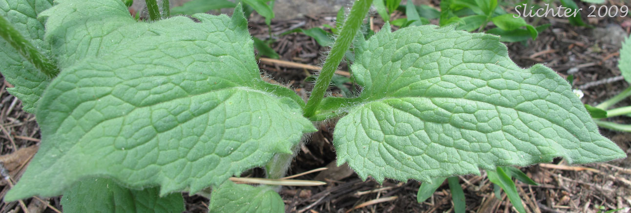 Stem leaves of Heart-leaf Arnica, Heart-leaf Leopardbane: Arnica cordifolia (Synonyms: Arnica cordifolia var. cordifolia, Arnica cordifolia var. pumila)
