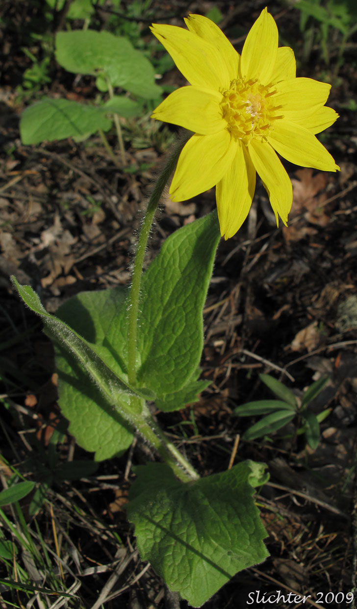Heart-leaf Arnica, Heart-leaf Leopardbane: Arnica cordifolia (Synonyms: Arnica cordifolia var. cordifolia, Arnica cordifolia var. pumila)