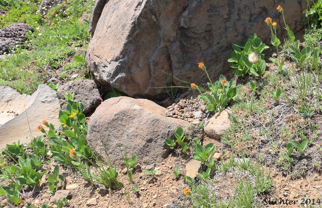Dwarf Heart-leaved Arnica: Arnica cordifolia var. pumila (curretly lumped with Arnica cordifolia)