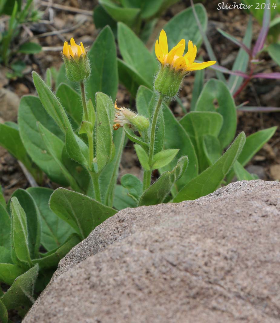 Dwarf Heart-leaved Arnica: Arnica cordifolia var. pumila (curretly lumped with Arnica cordifolia)