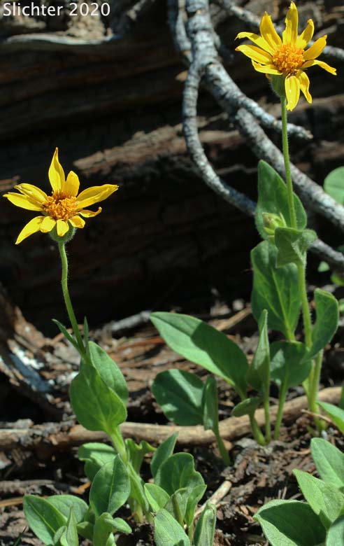 Sticky Arnica, Sticky-leaf Arnica, Varied-leaved Arnica: Arnica ovata (Synonyms: Arnica x diversifolia)