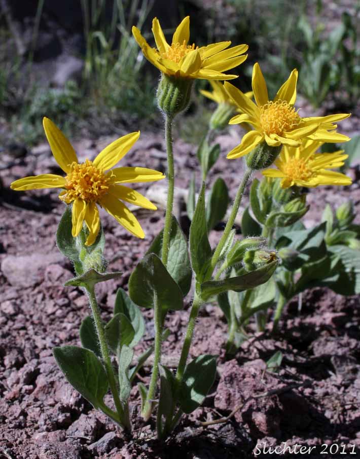 Sticky Arnica, Sticky-leaf Arnica, Varied-leaved Arnica: Arnica ovata (Synonyms: Arnica x diversifolia)