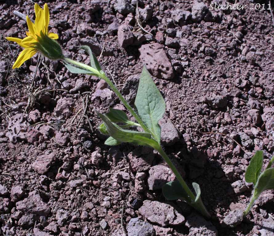 Sticky Arnica, Sticky-leaf Arnica, Varied-leaved Arnica: Arnica ovata (Synonyms: Arnica x diversifolia)