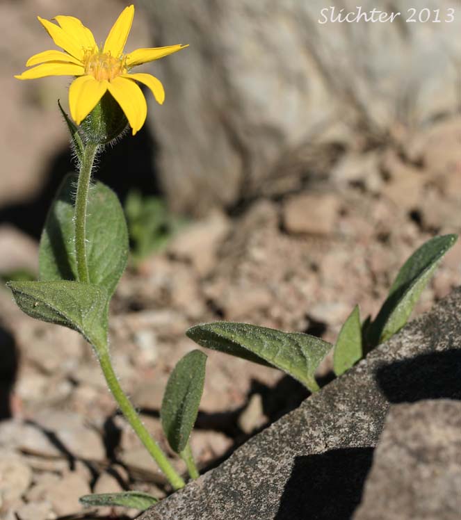 Sticky Arnica, Sticky-leaf Arnica, Varied-leaved Arnica: Arnica ovata (Synonyms: Arnica x diversifolia)