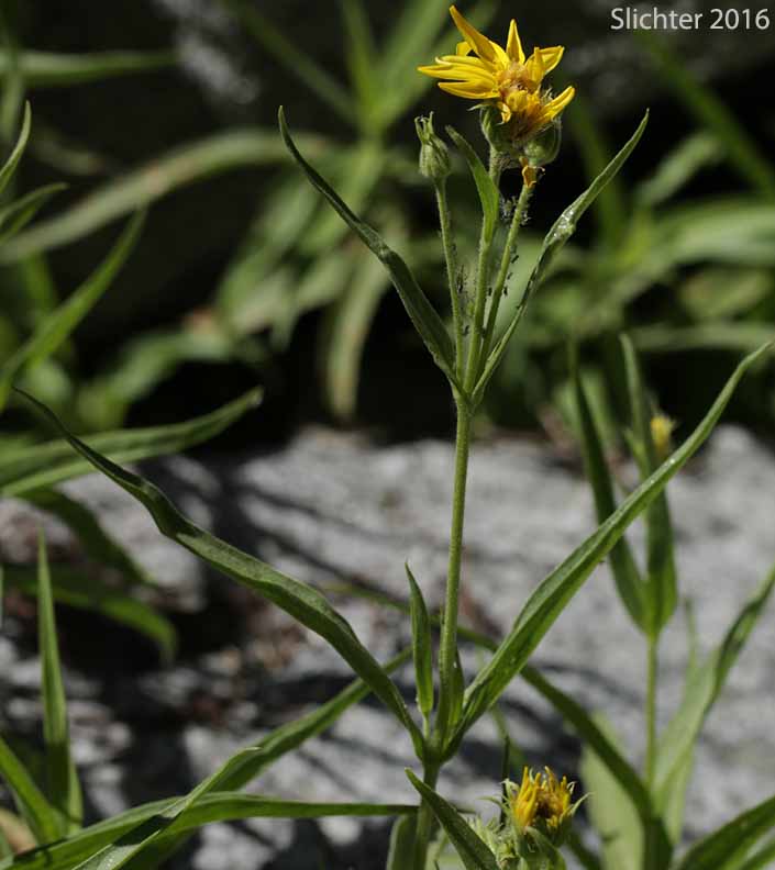 Longleaf Arnica, Seep Spring Arnica, Spearleaf Arnica, Spear-leaf Arnica, Spear-leaf Leopardbane: Arnica longifolia (Synonyms: Arnica longifolia ssp. myriadenia, Arnica myriadenia)