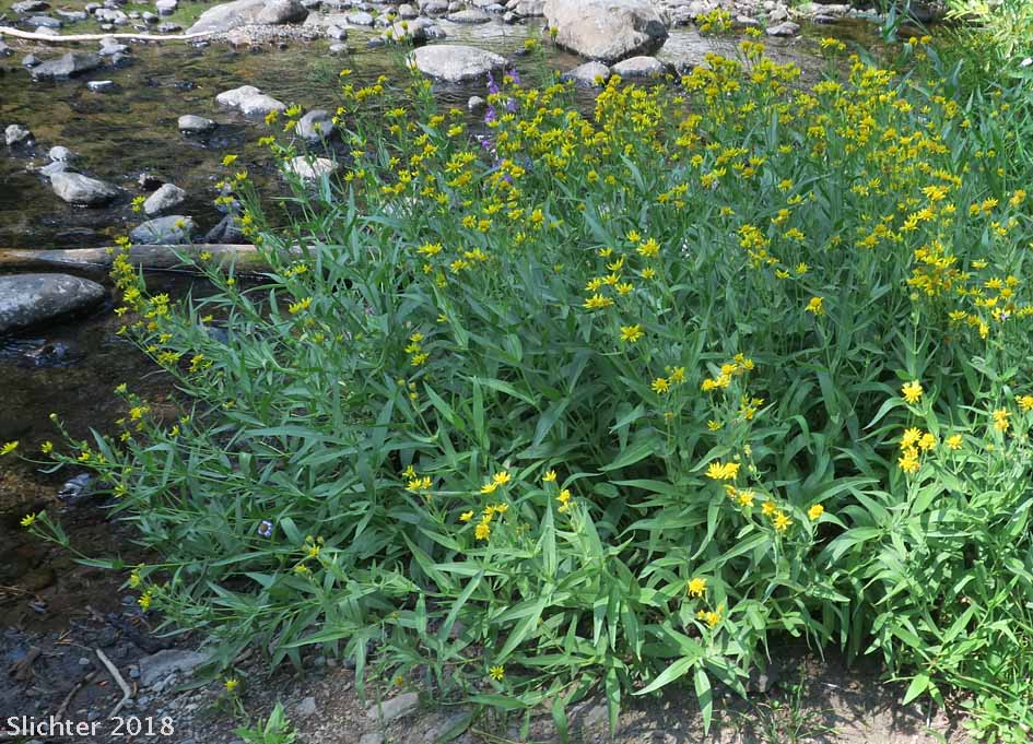 Longleaf Arnica, Seep Spring Arnica, Spearleaf Arnica, Spear-leaf Arnica, Spear-leaf Leopardbane: Arnica longifolia (Synonyms: Arnica longifolia ssp. myriadenia, Arnica myriadenia)