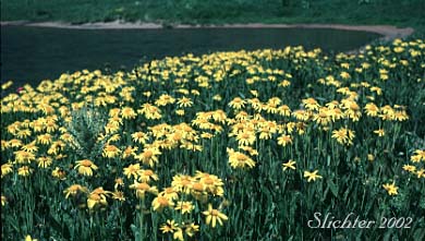 Cordilleran Arnica, Cordilleran Leopardbane, Hairy Arnica: Arnica mollis lining the shoreline at Wildhorse Lake, Steens Mountain, Harney County, Oregon