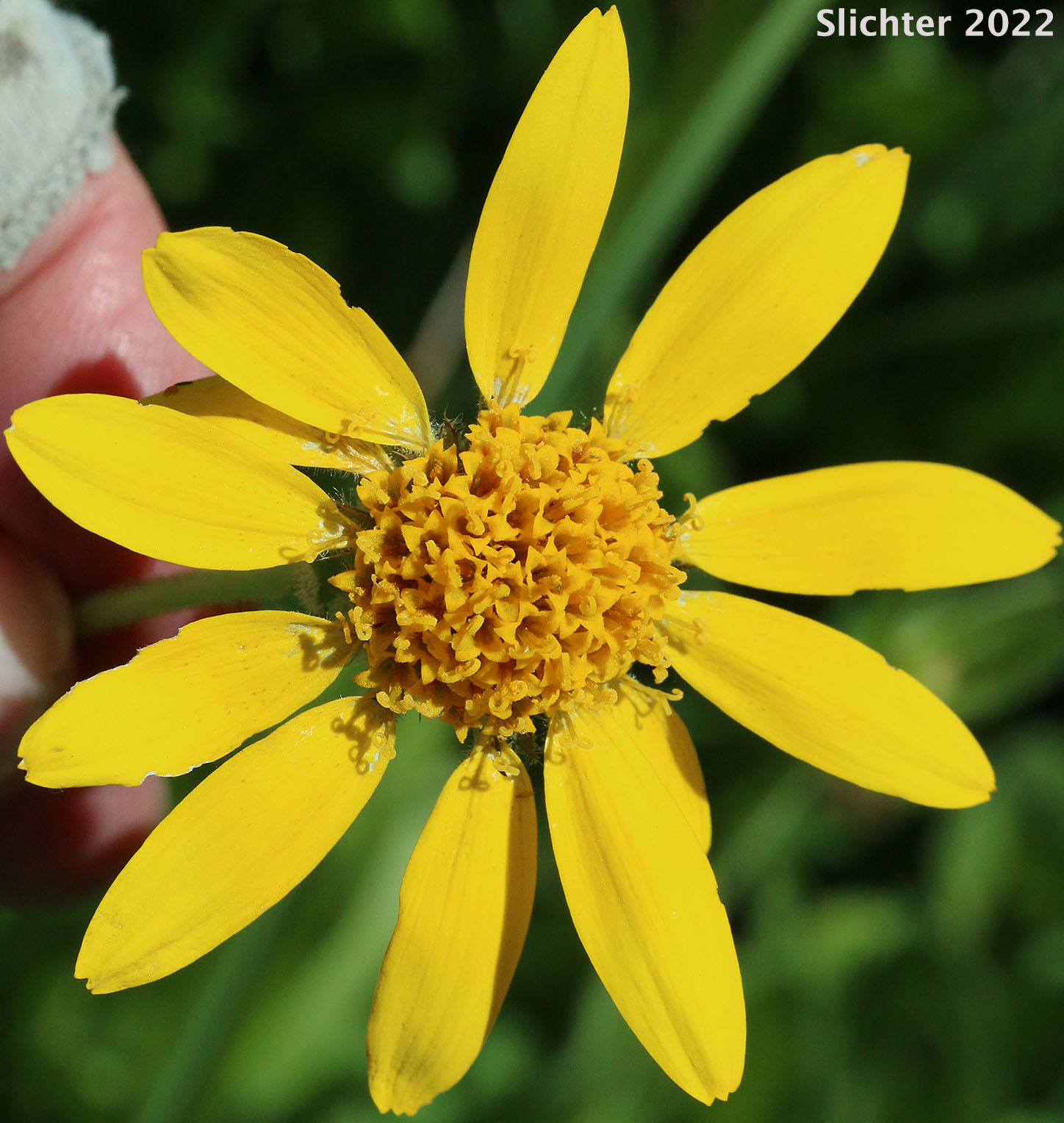 Cordilleran Arnica, Cordilleran Leopardbane, Hairy Arnica: Arnica mollis