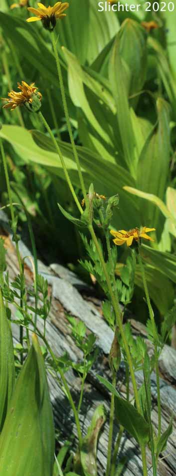 Cordilleran Arnica, Cordilleran Leopardbane, Hairy Arnica: Arnica mollis