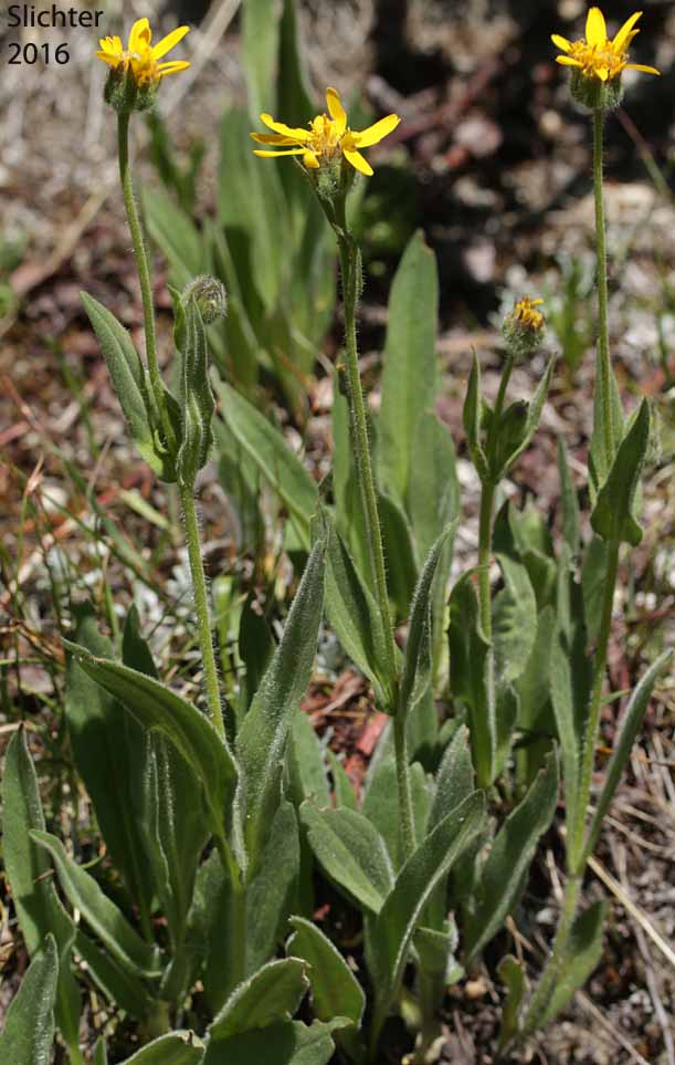 Cordilleran Arnica, Cordilleran Leopardbane, Hairy Arnica: Arnica mollis