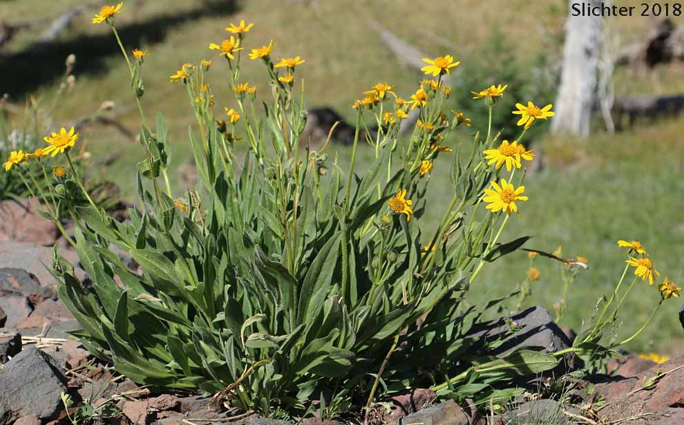 Cordilleran Arnica, Cordilleran Leopardbane, Hairy Arnica: Arnica mollis
