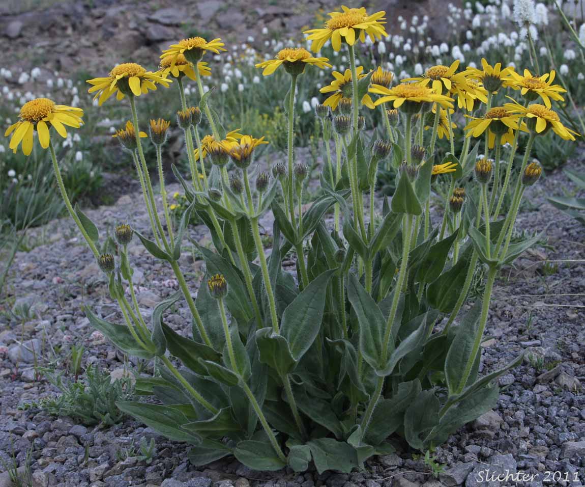 Cordilleran Arnica, Cordilleran Leopardbane, Hairy Arnica: Arnica mollis