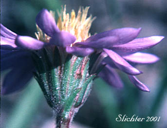 Alpine Aster, Tundra Aster, Tundra Mountain Aster: Oreostemma alpigenum var. alpigenum (Synonyms: Aster alpigenus, Aster alpigenus ssp. alpigenus, Aster alpigenus var. alpigenus, Haplopappus alpigenus)