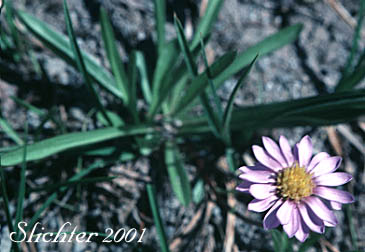 Alpine Aster, Tundra Aster, Tundra Mountain Aster: Oreostemma alpigenum var. alpigenum (Synonyms: Aster alpigenus, Aster alpigenus ssp. alpigenus, Aster alpigenus var. alpigenus, Haplopappus alpigenus)