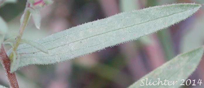Stem leaf of Western Meadow Aster: Symphyotrichum campestre (Synonyms: Aster campestris, Aster campestris var. bloomeri, Aster campestris var. campestris, Symphyotrichum campestre var. bloomeri, Symphyotrichum campestre var. campestre)